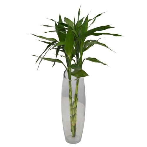 1 Haste de Dracena Sanderiana Verde- vaso no incluso - Uemura Flores e  Plantas