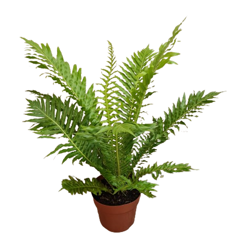 Samambaia Blechnum Gibbum 'silver lady' pote 17 - Uemura Flores e