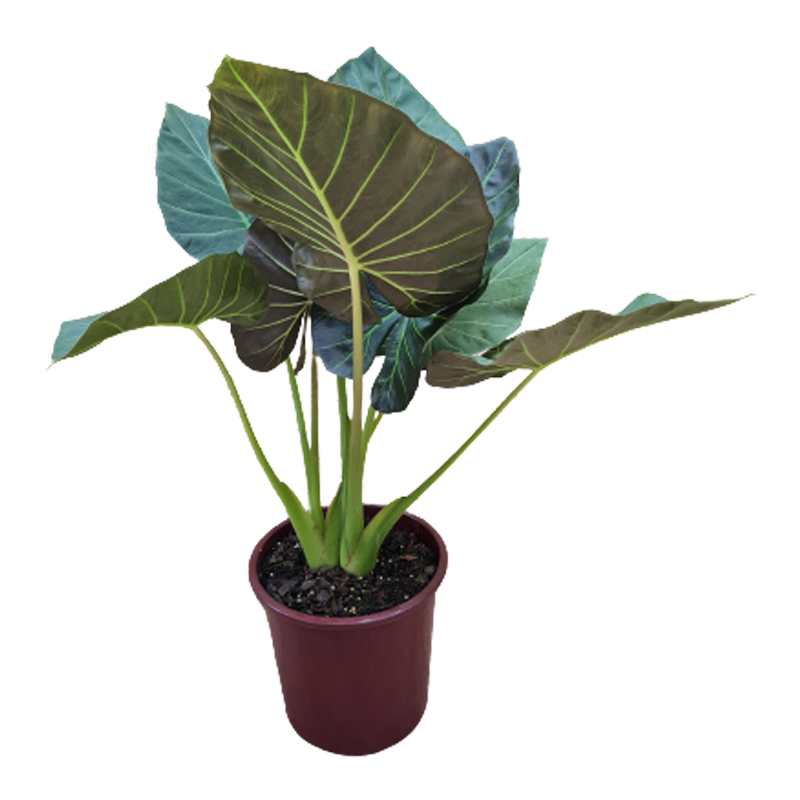 Alocasia Regal Shields pote 23 cm - Uemura Flores e Plantas