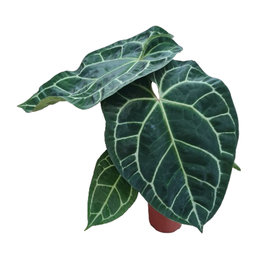 Anthurium Crystallinum pote 15 cm - Uemura Flores e Plantas