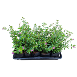 Erica Rosa caixa com 15 mudas - Uemura Flores e Plantas