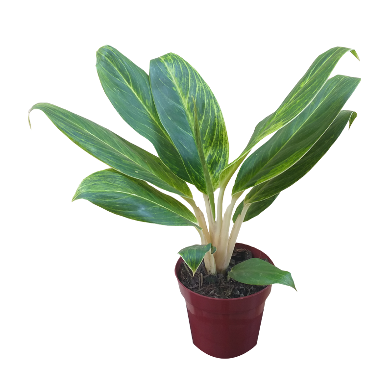 snake plant air cleaner XL Potted Snake Plant | 90110cm
