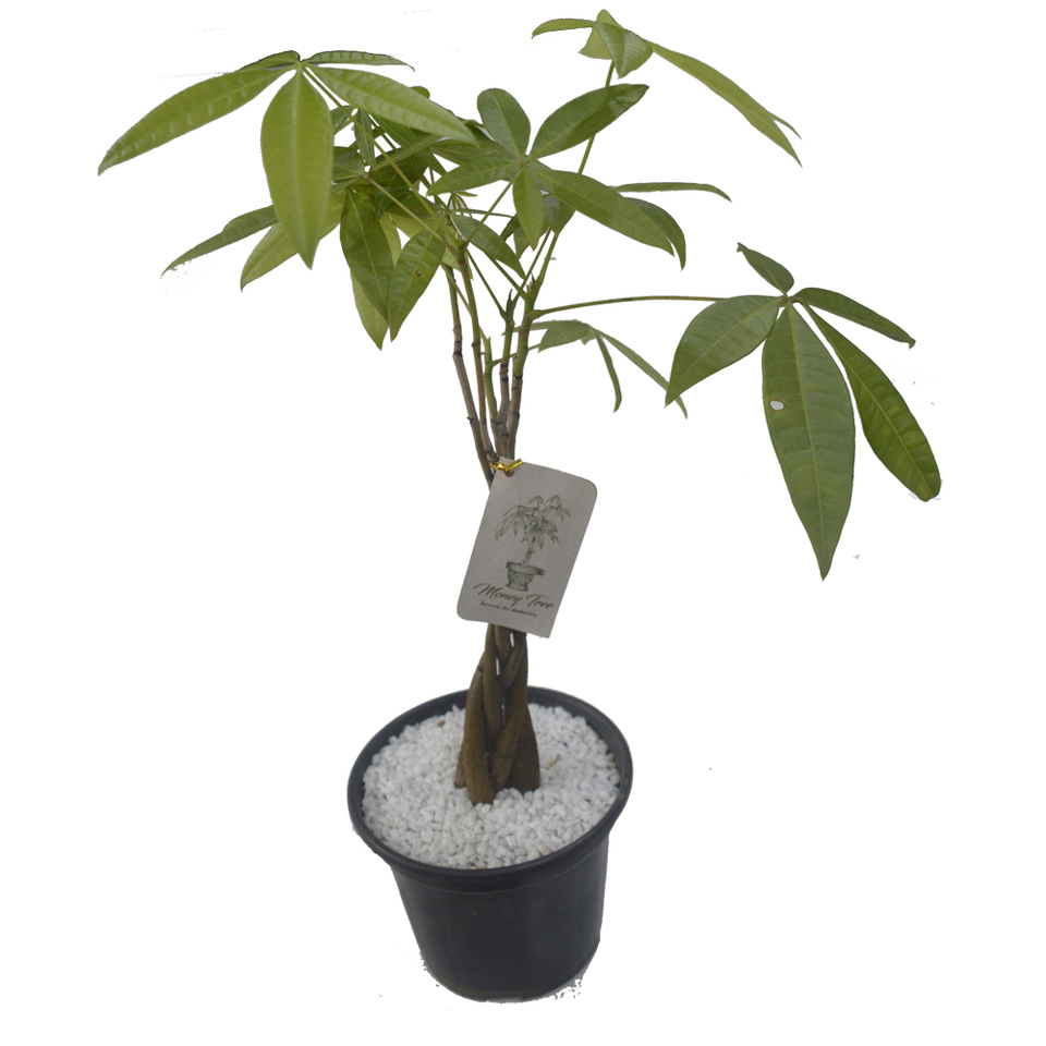Money Tree - rvore do Dinheiro pote 14 cm - Uemura Flores e Plantas