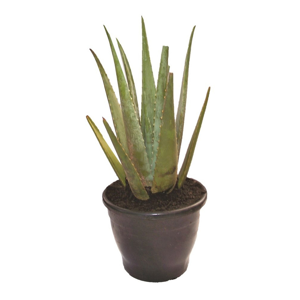 Aloe Vera (Babosa)<br>pote 17 cm - Uemura Flores e Plantas