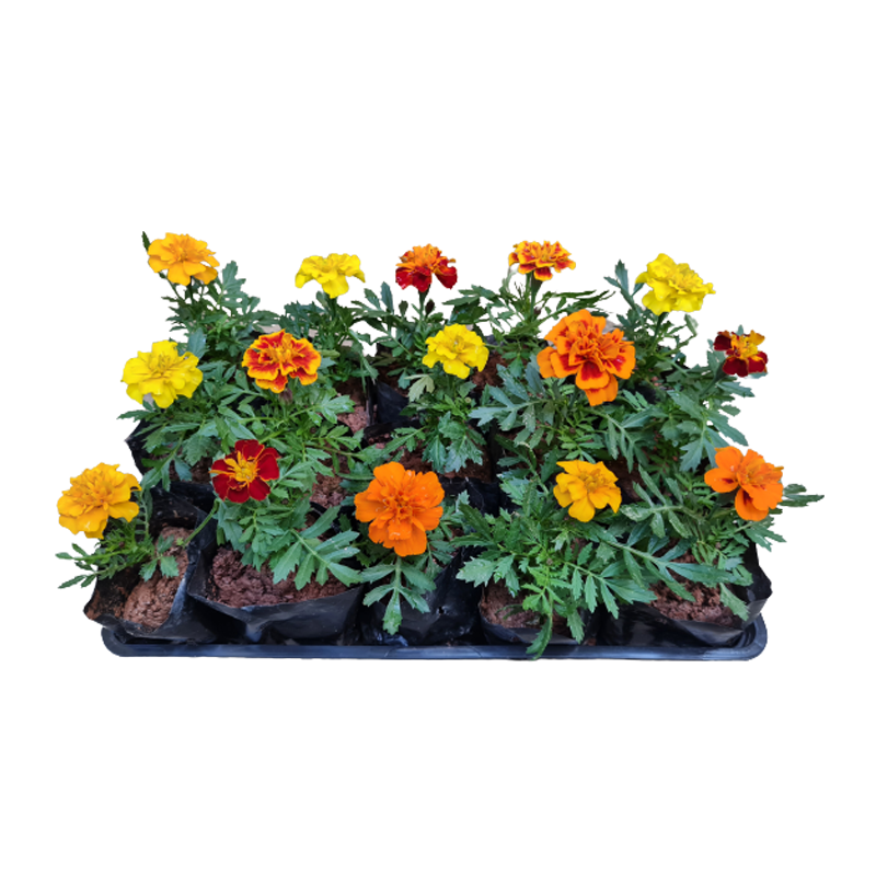 Tagete caixa com 15 mudas - Uemura Flores e Plantas